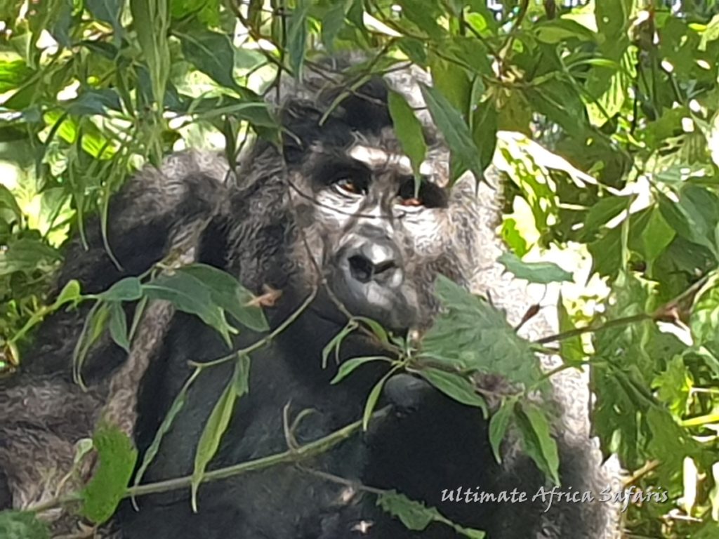 22 Days Uganda Safari