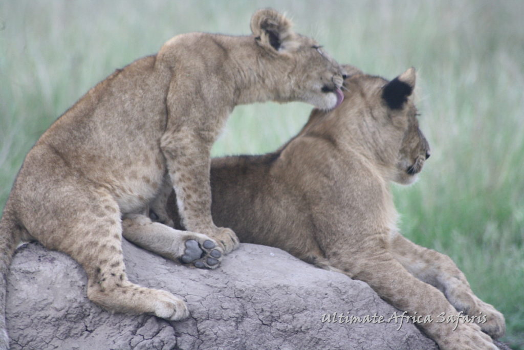 20 Days Uganda at a Glance & Primate Safari 