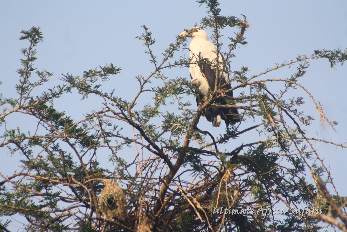 Lake Mburo National Park