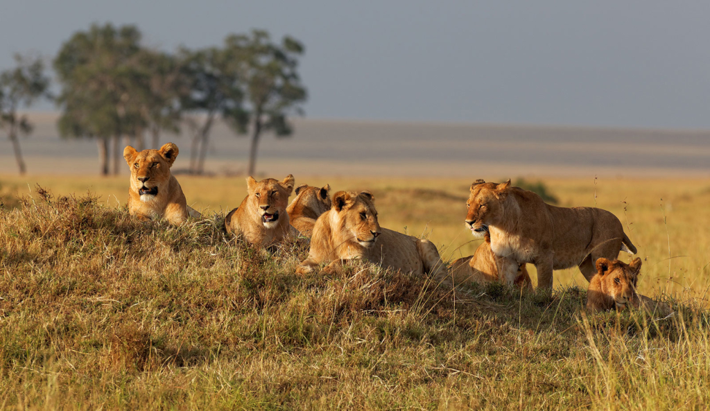 4 Days Kidepo Wildlife Safari Uganda