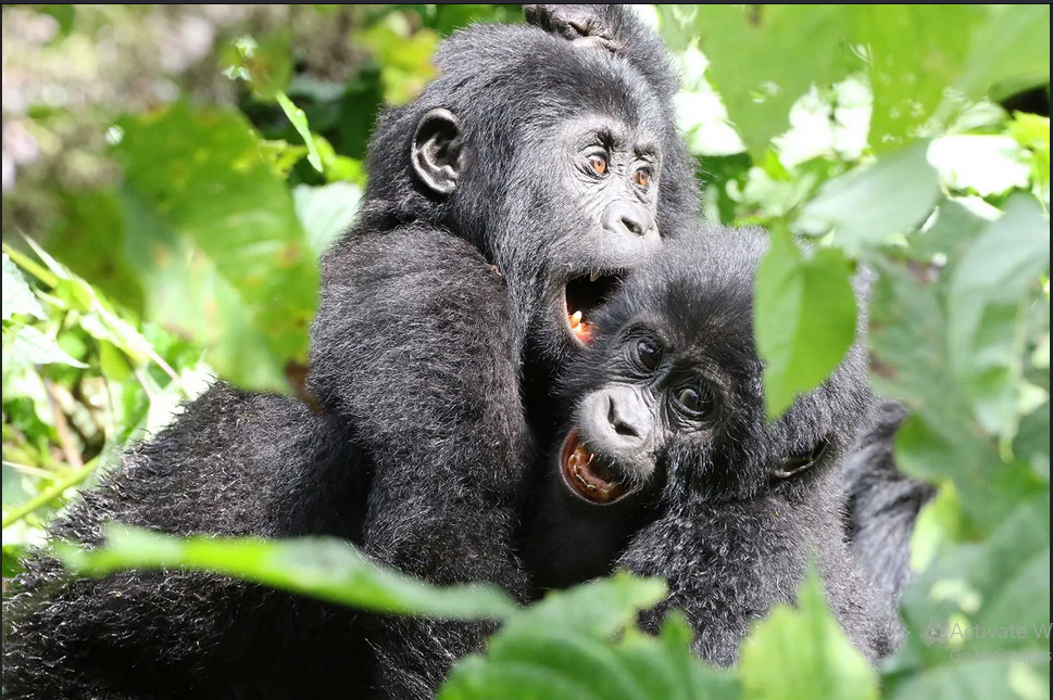 2 Days Rwanda Gorilla Trekking Safari