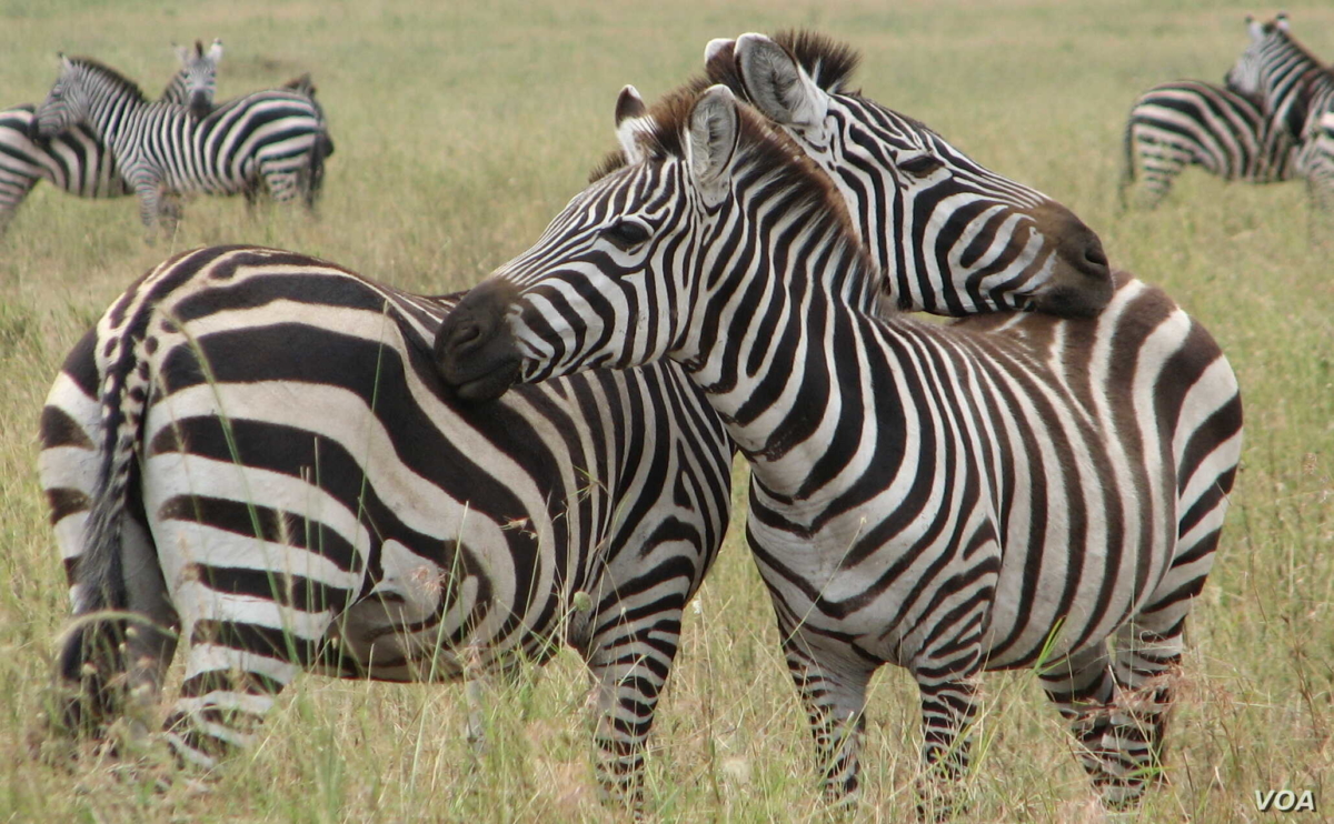 Lake Mburo National Park
