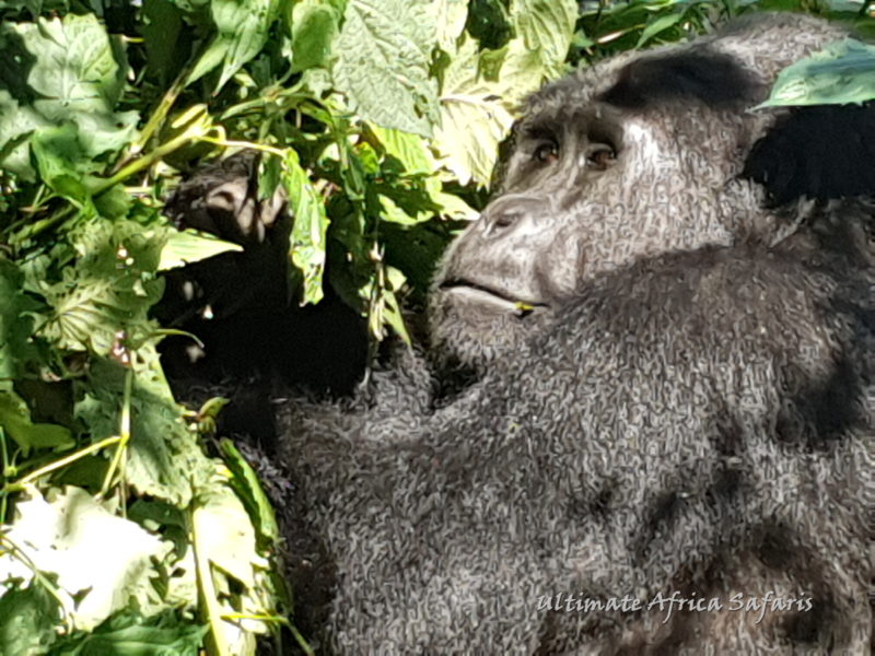 10 Days Luxury Uganda BIG 5 Safar