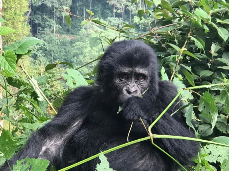 5 Days Gorilla Trekking