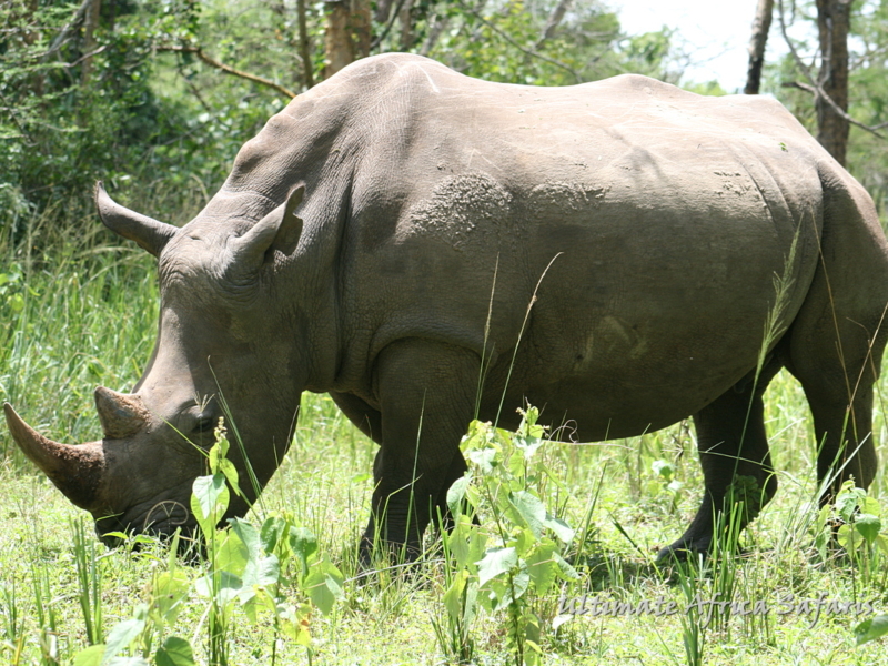 14 Days Uganda Wildlife Tour &Primates Safari