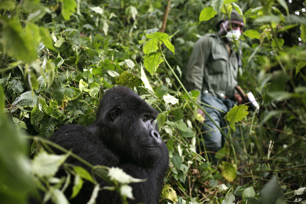 Bwindi Impenetrable Forest National Park