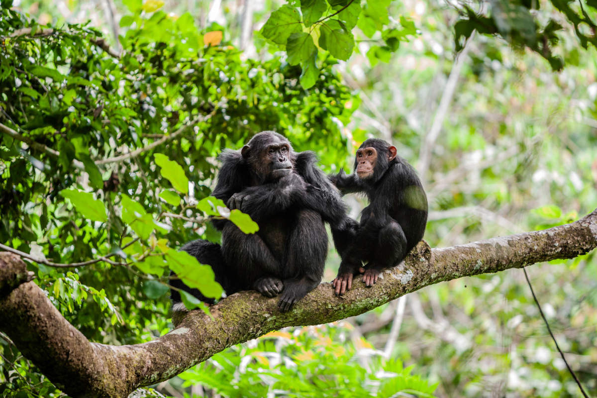 Chimpanzee Trekking Safari