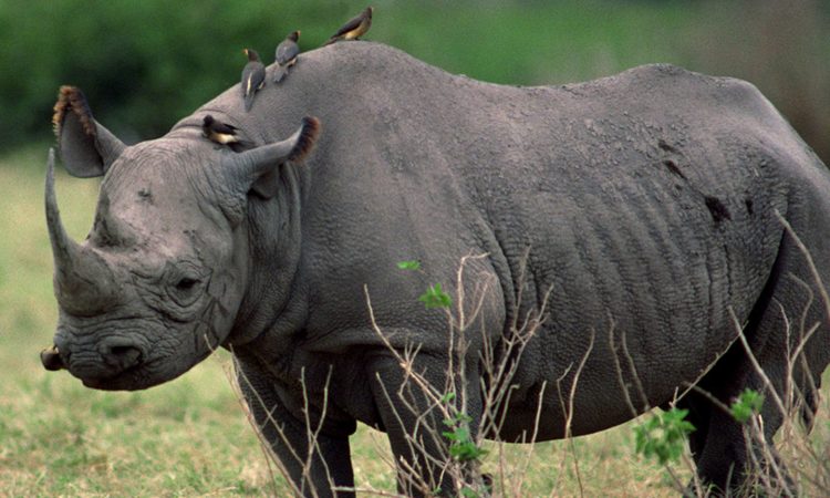 Ziwa Rhino Sanctuary
