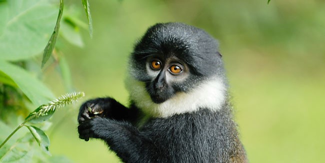Black and White Monkey