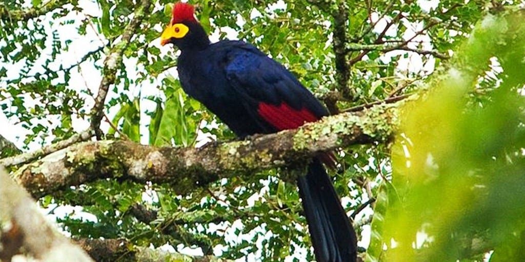 Bigodi Wetland Sanctuary