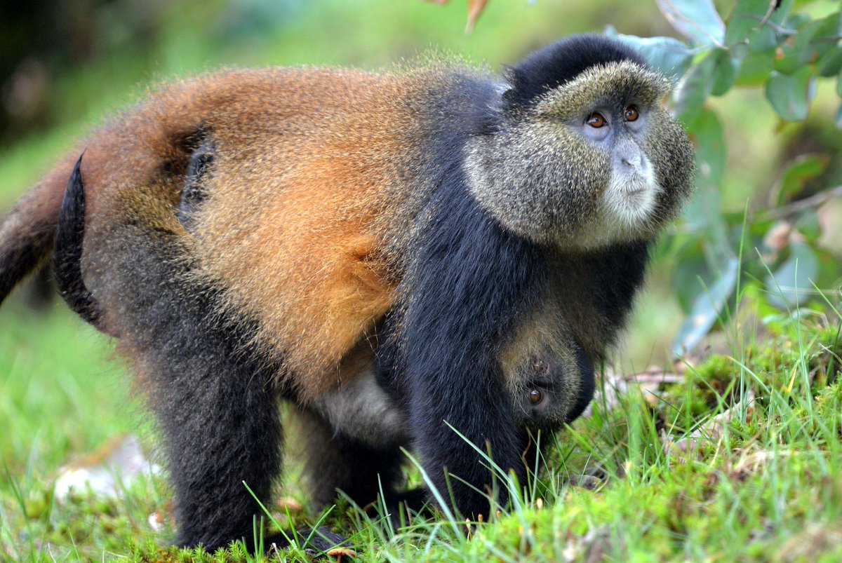 Golden Monkey,