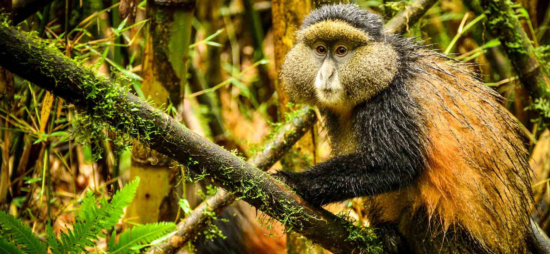 Golden Monkey