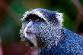 Kibale Forest National Park