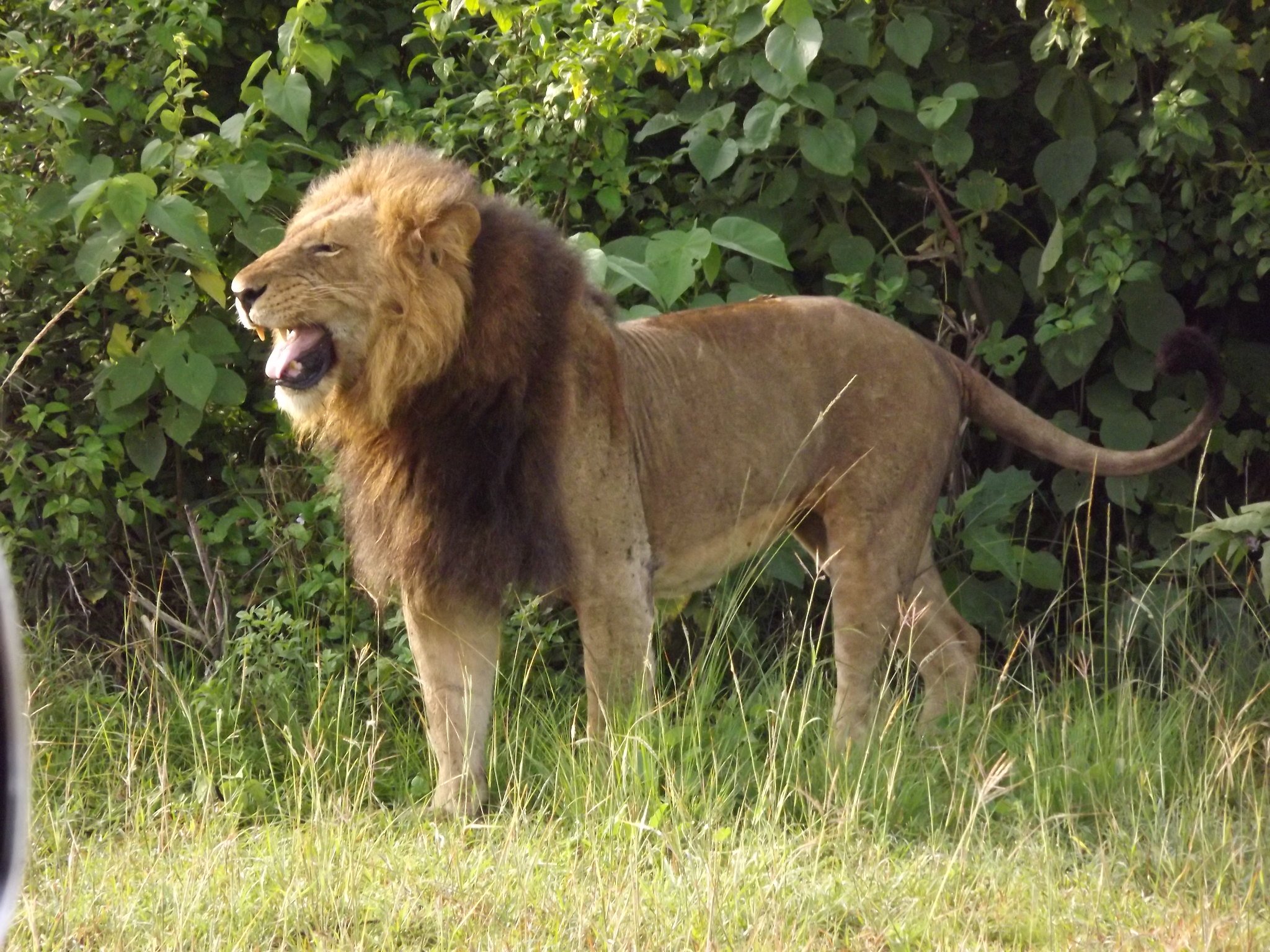 Lake Nakuru National Park