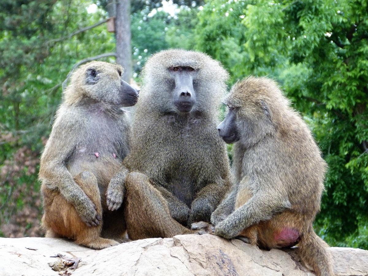 Olive Baboons