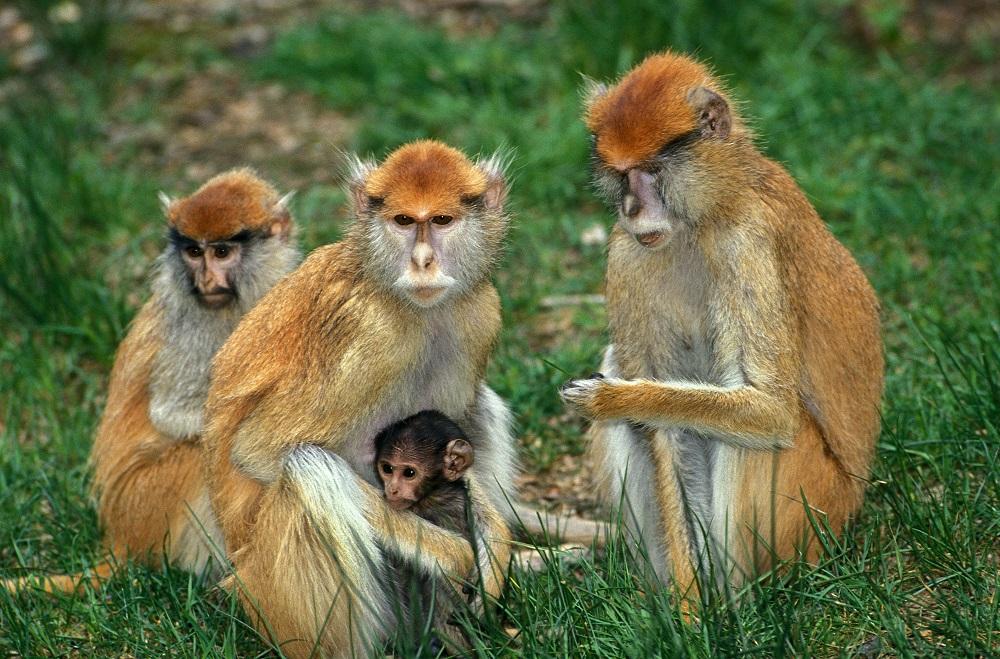 Kibale Forest National Park