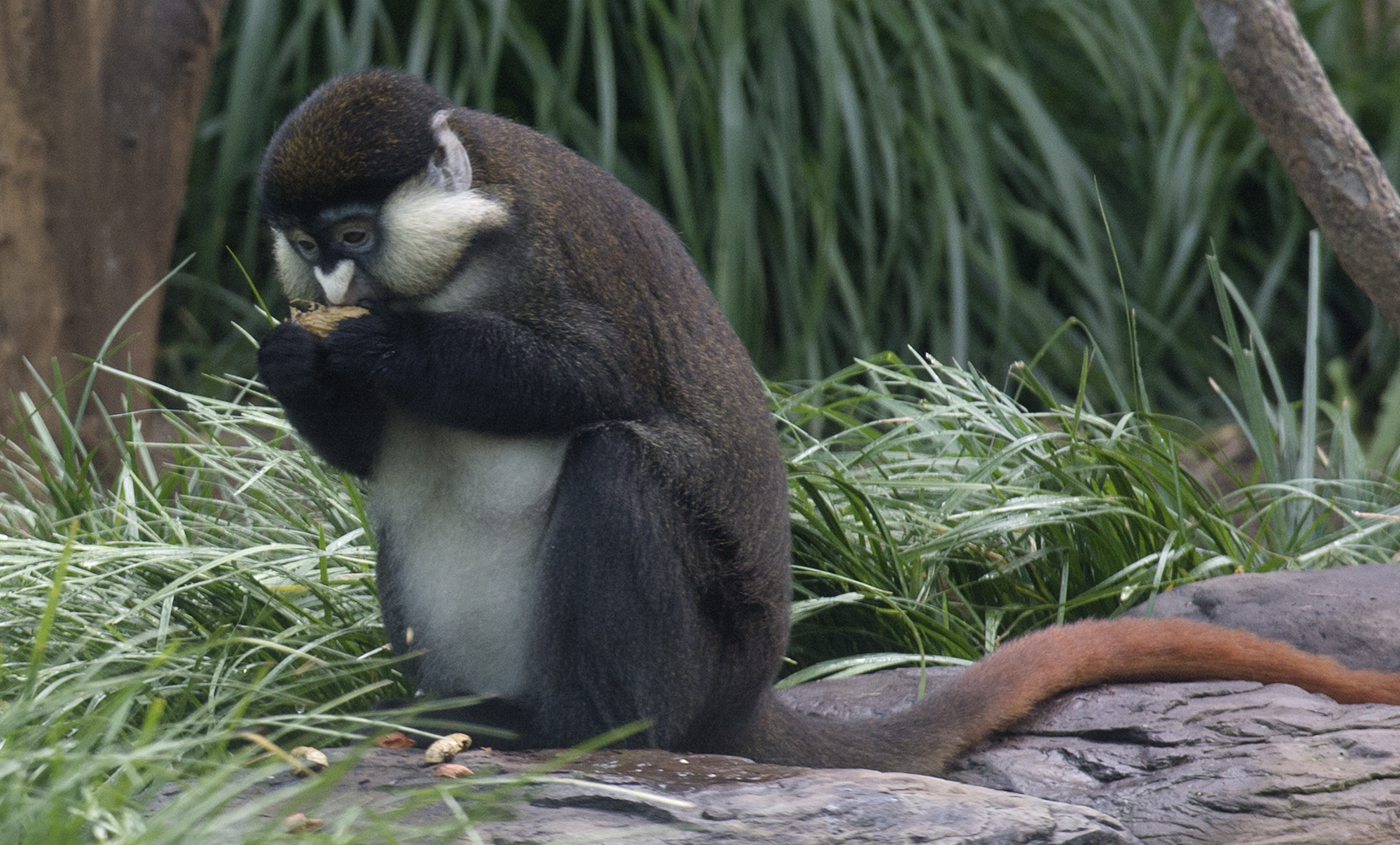 Red-tailed monkeys