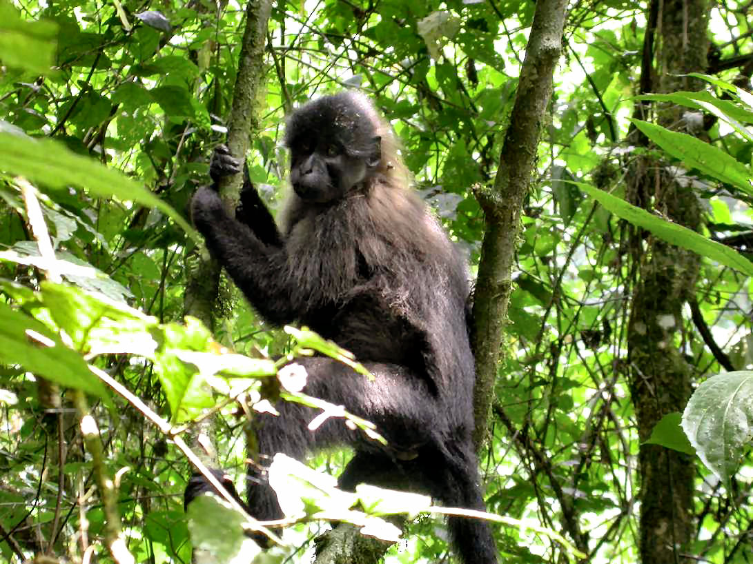 Kibale Forest National Park